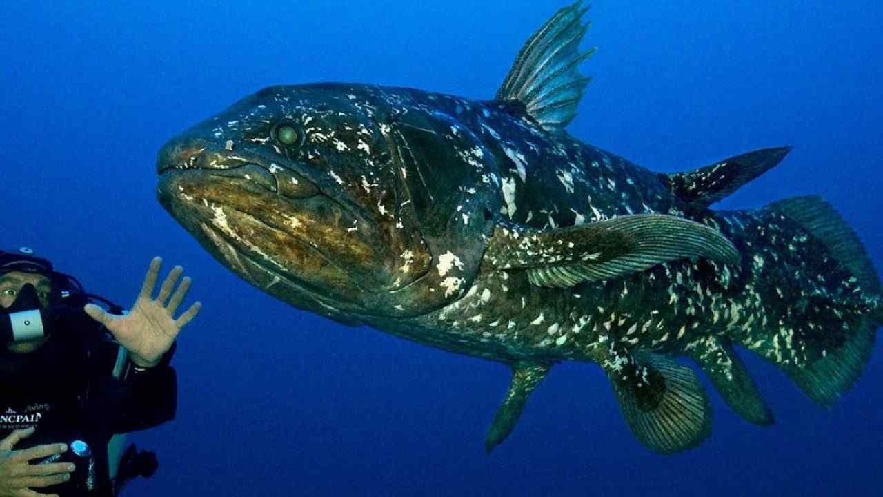 Diving With The Dinosaur Fish Background