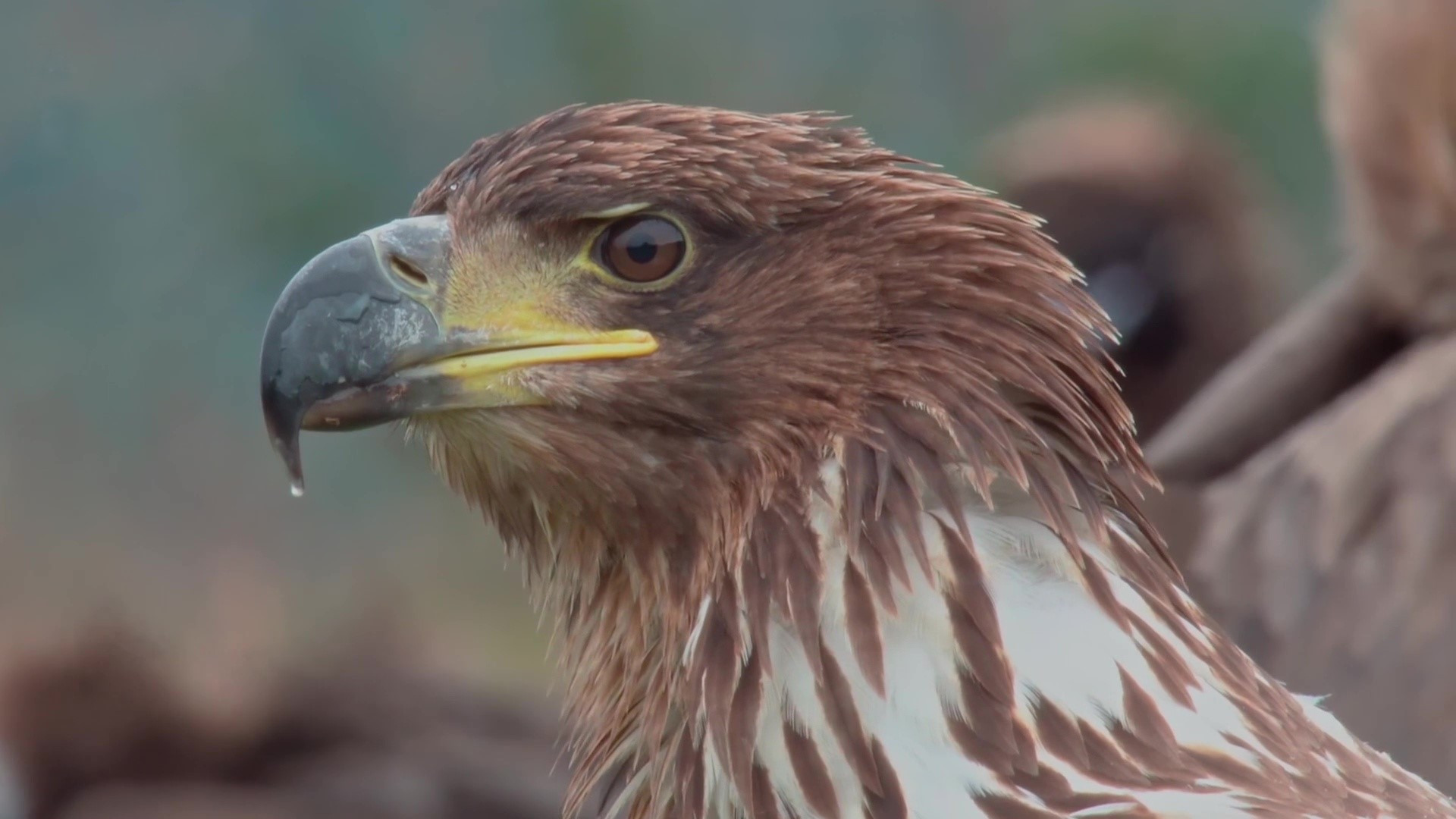 The World of Birds of Prey – Right to Survival Background