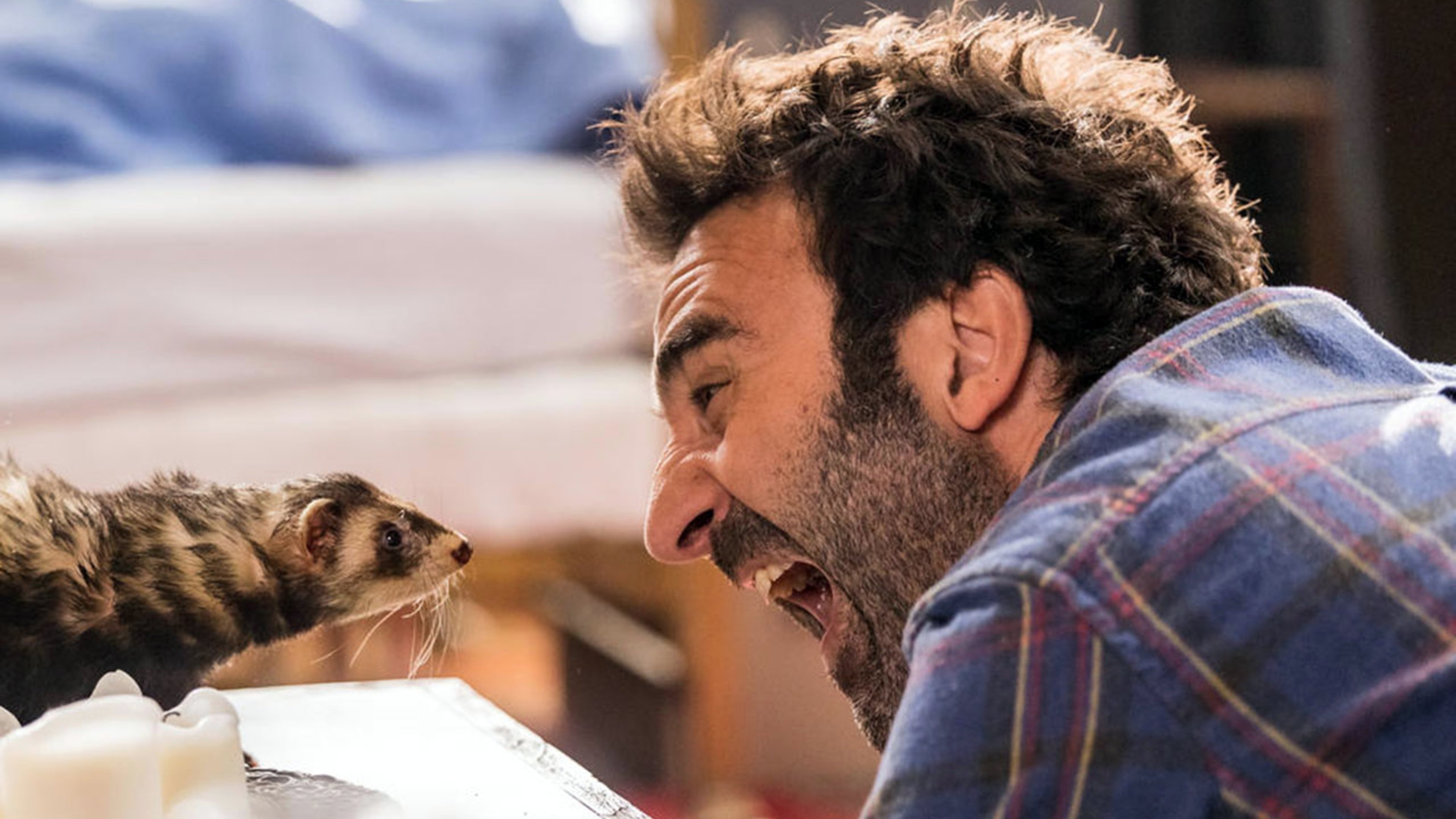 Le furet Background