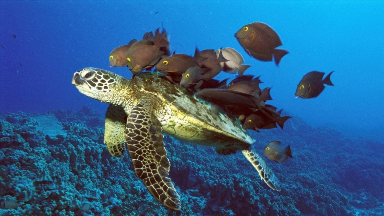 The Jacques Cousteau Odyssey Background