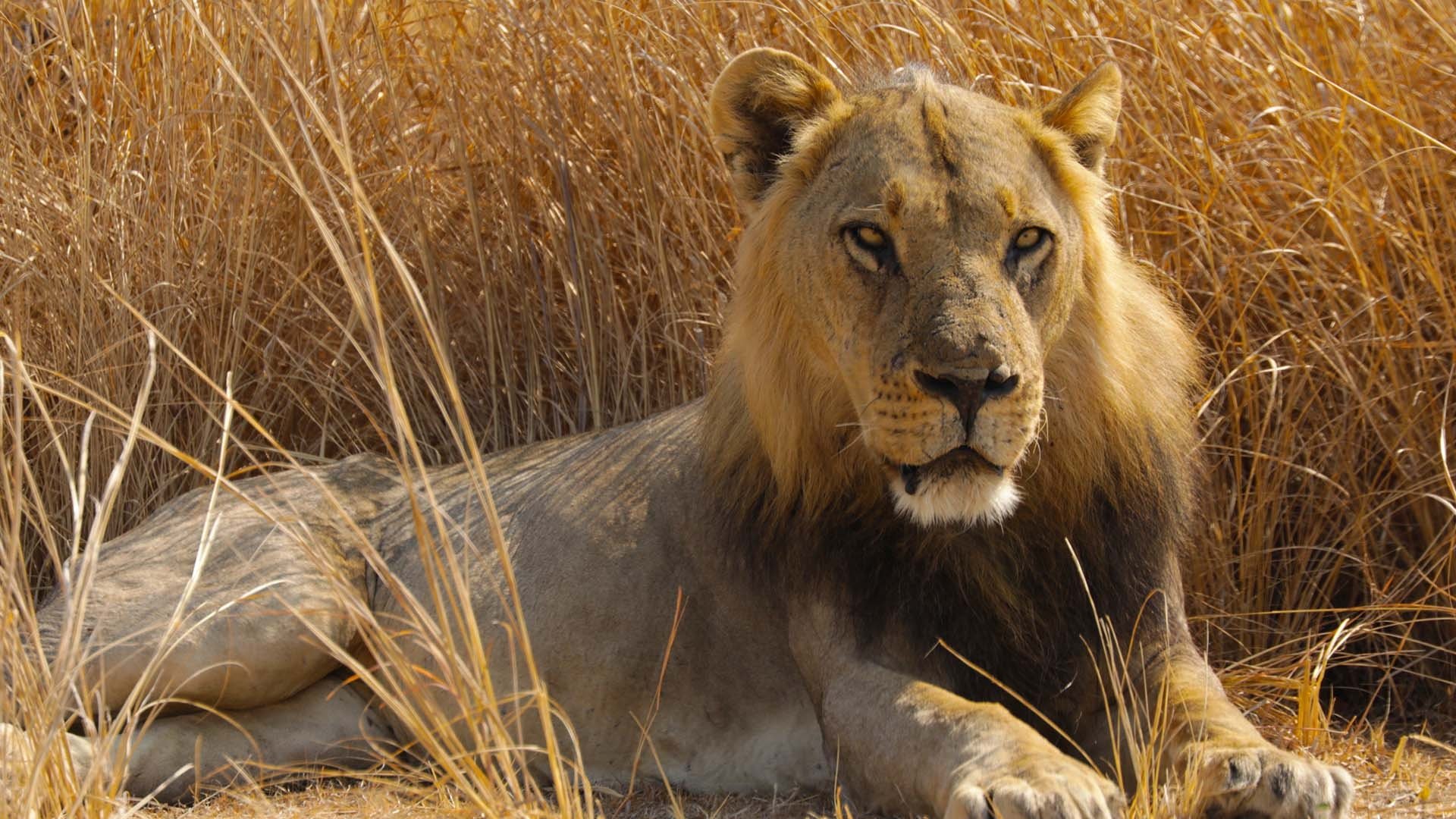 Big Cat Country Background