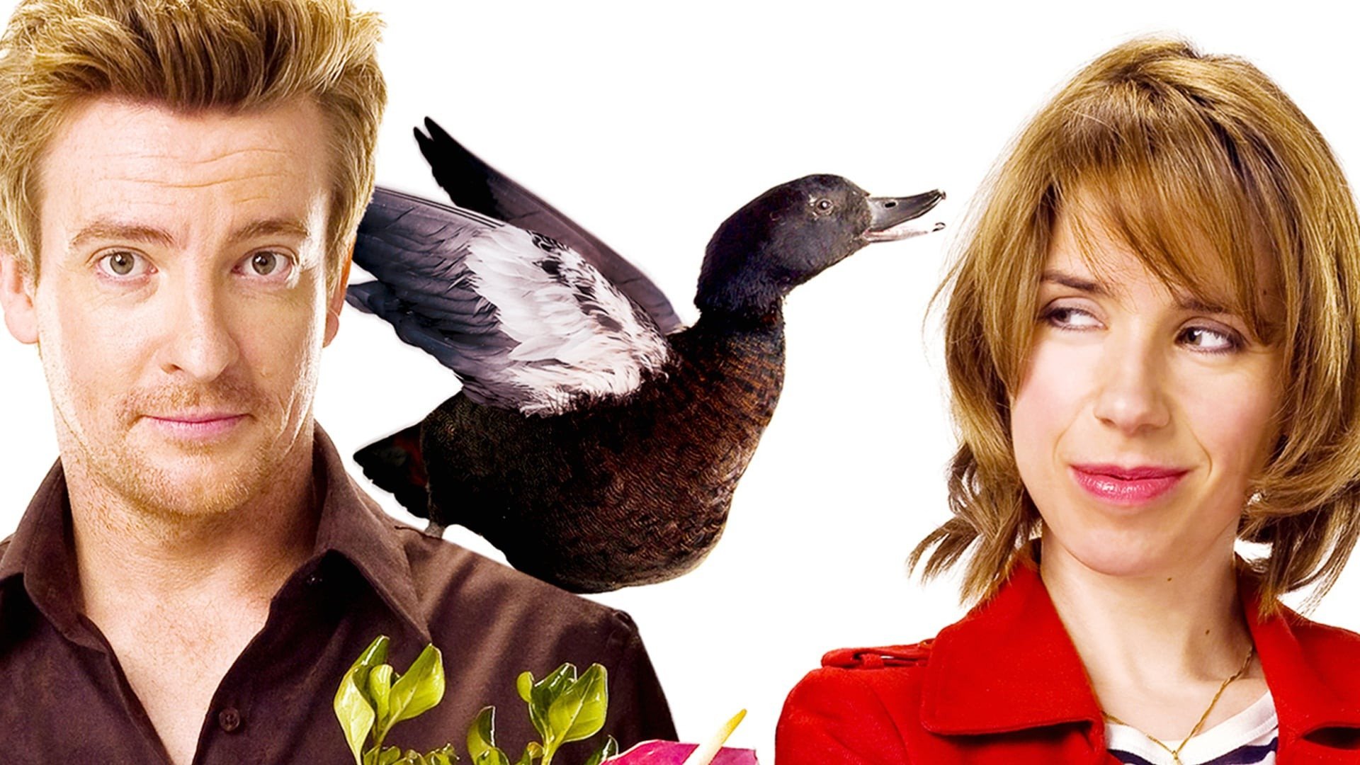 Love Birds Background
