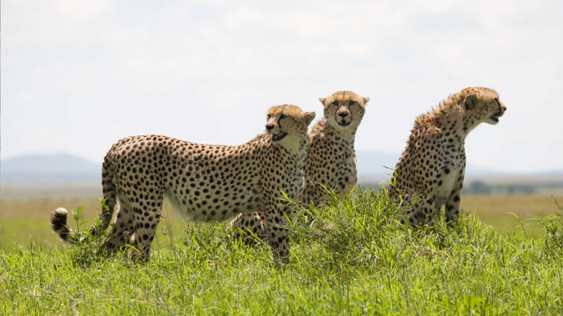 African Cats Background