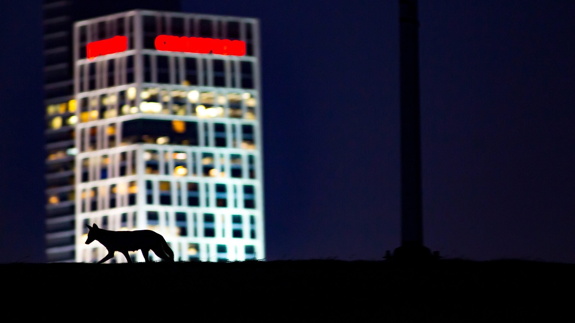Cities: Nature's New Wild Background