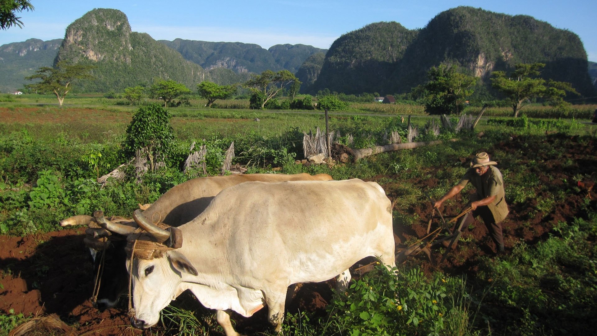 Cuba: The Accidental Eden Background