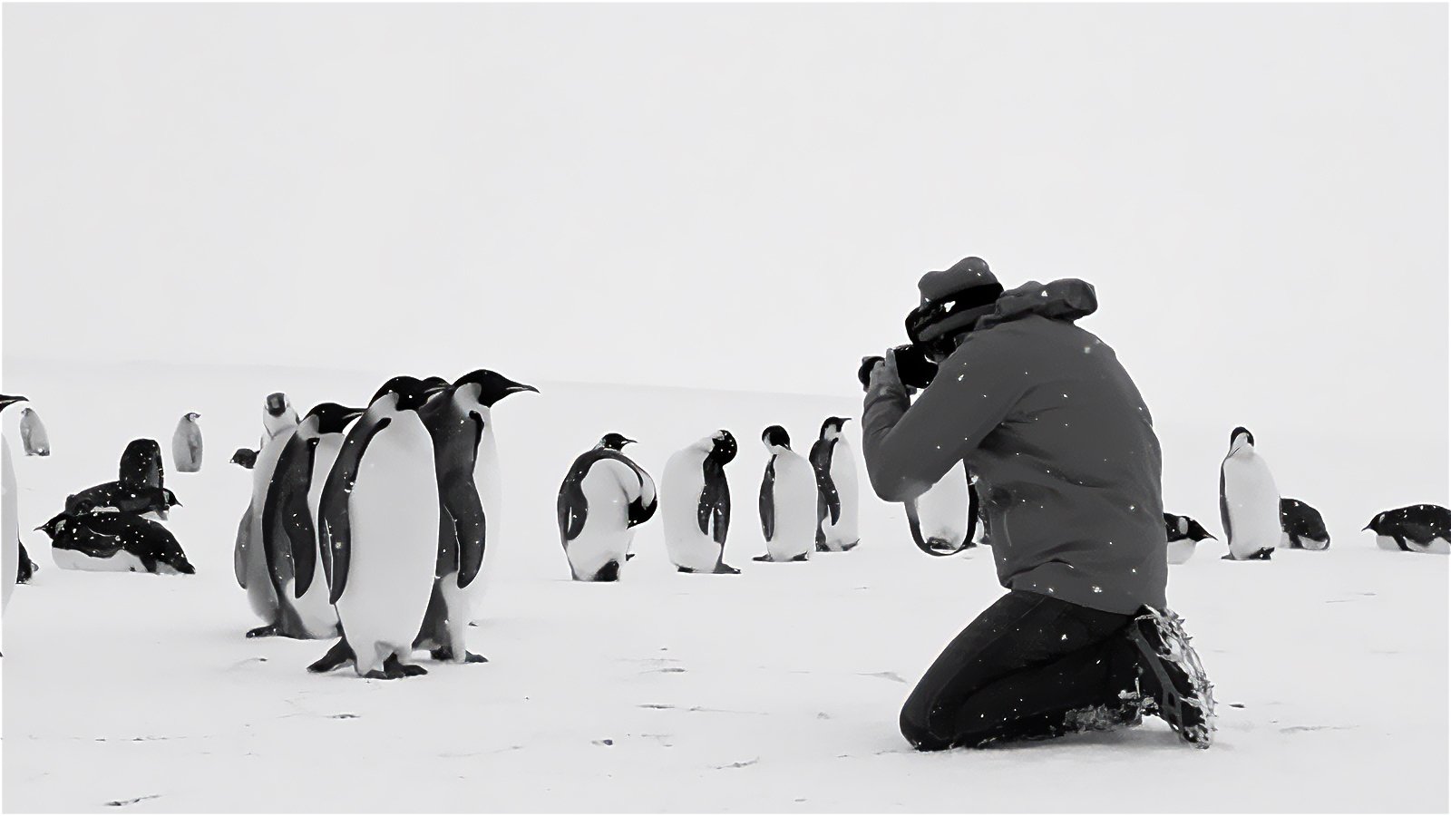 Antarctica Calling Background