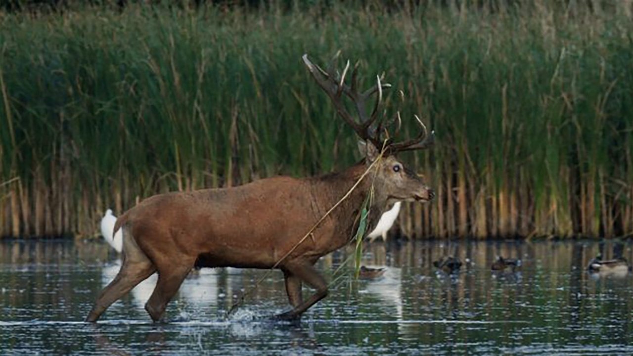 Nature, le retour du sauvage Background