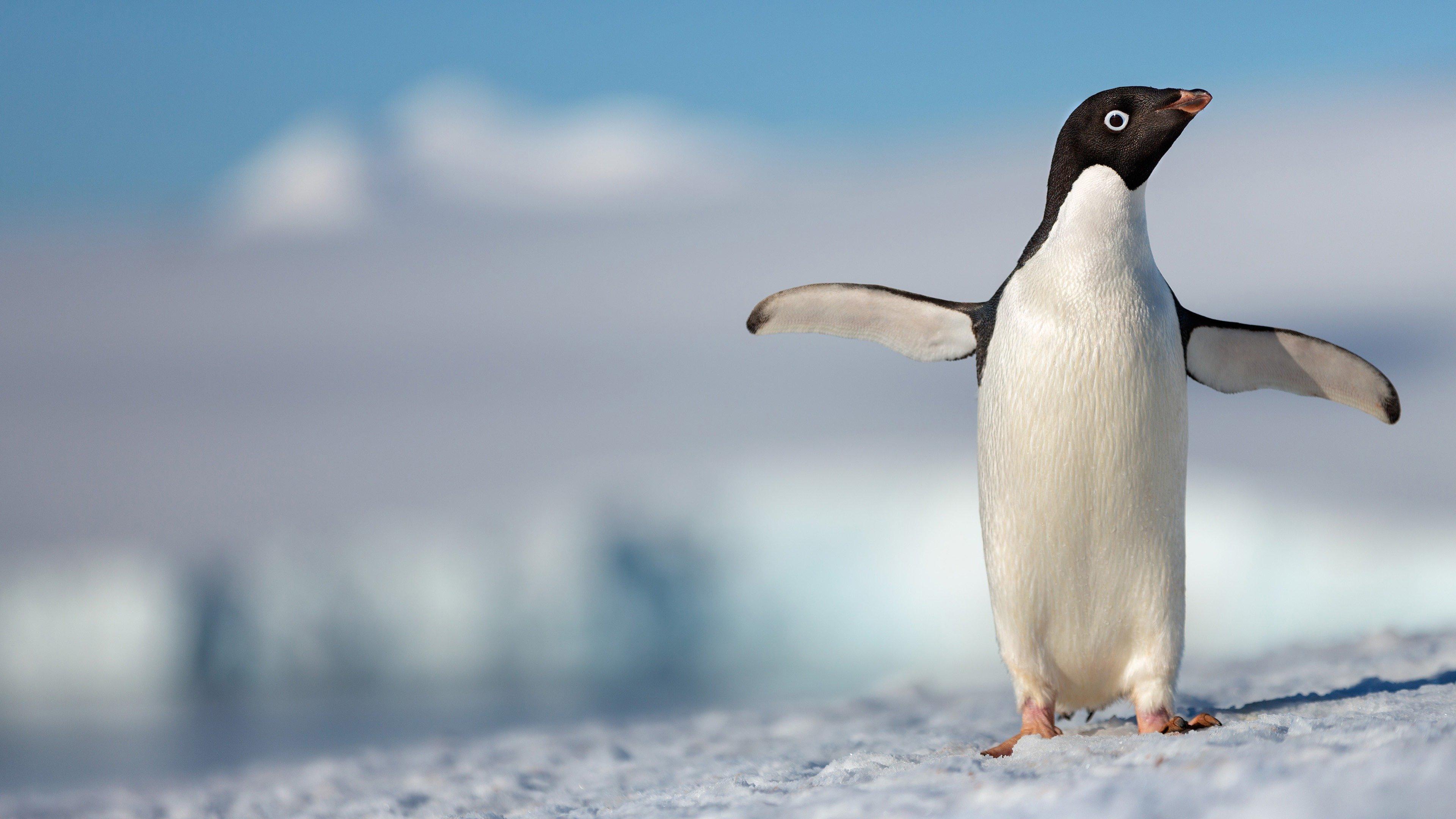 Penguins Background