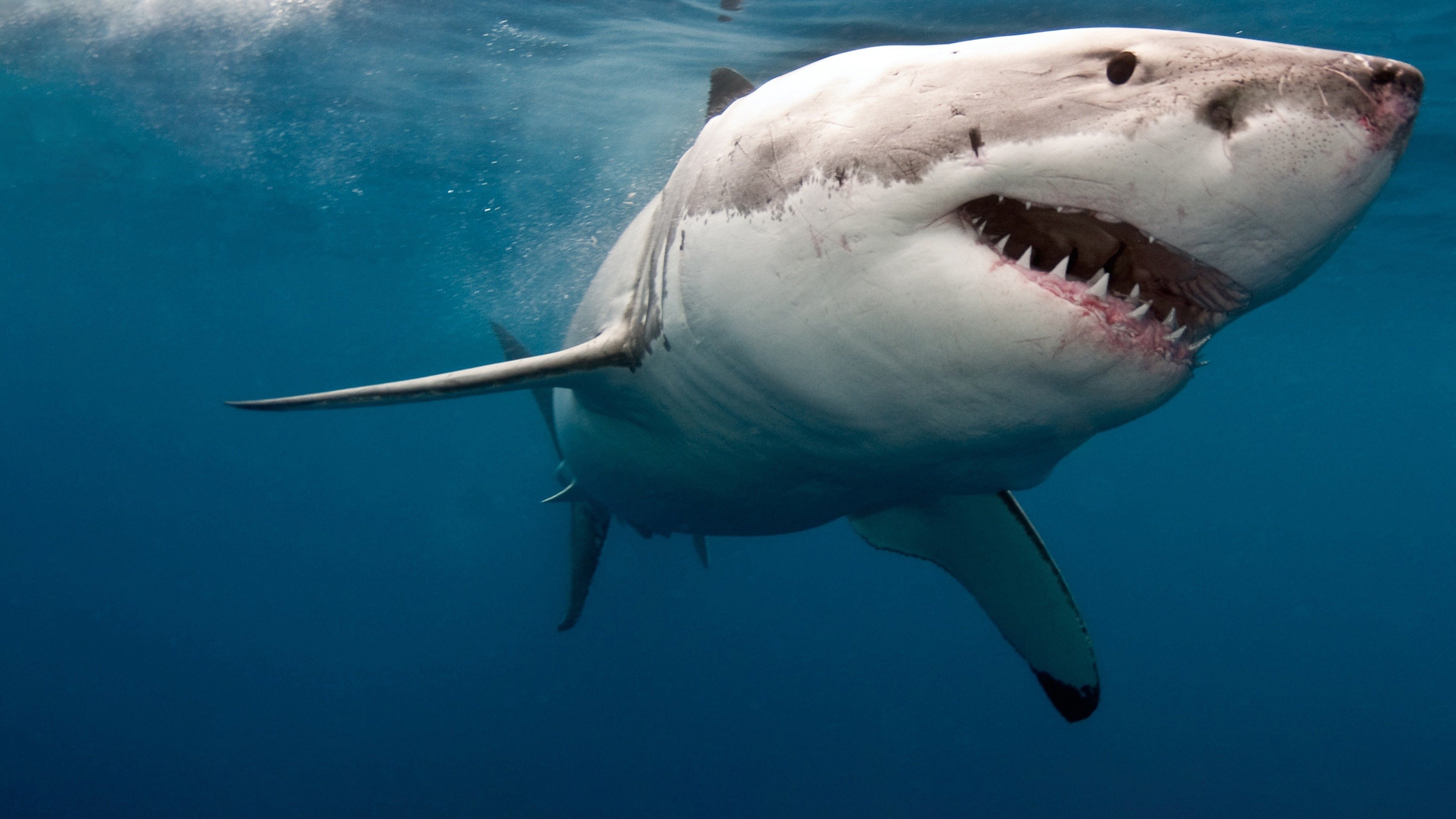 When Sharks Attack 360 Background