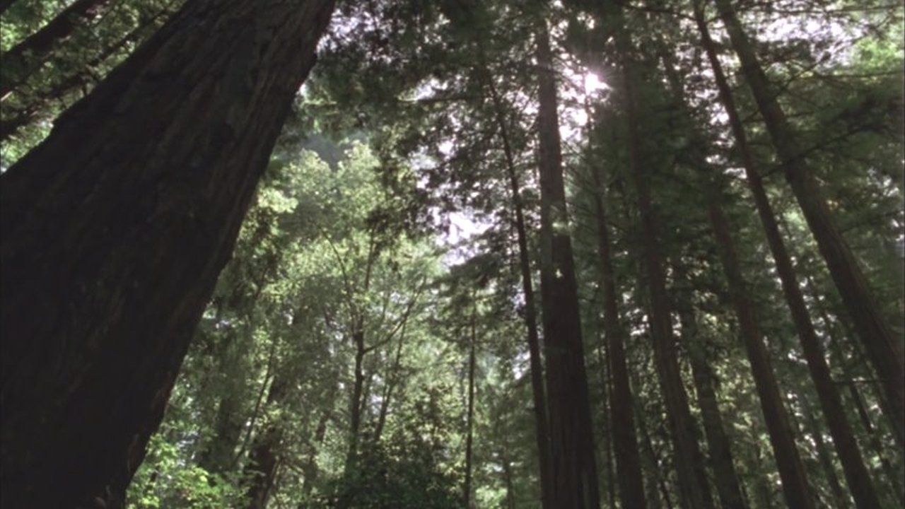 Redwood Curtain Background