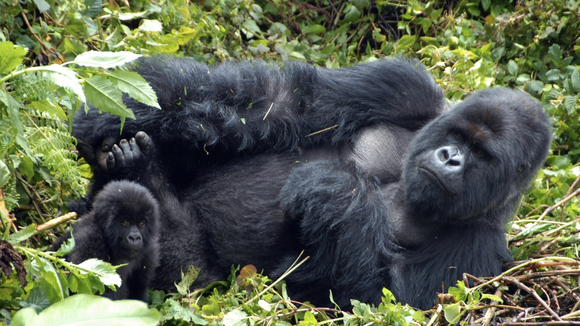 Mountain Gorilla Background