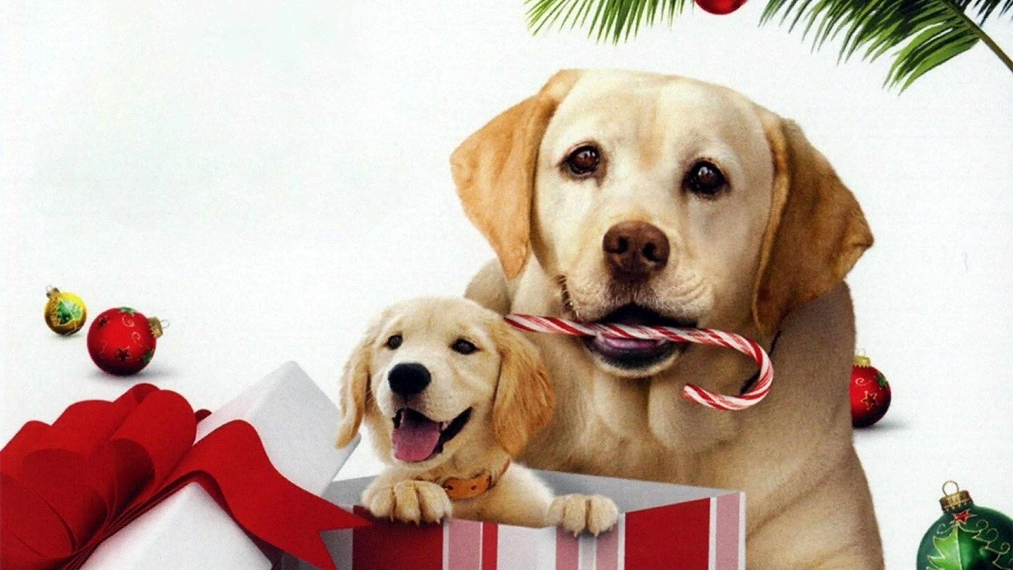 The Dog Who Saved the Holidays Background