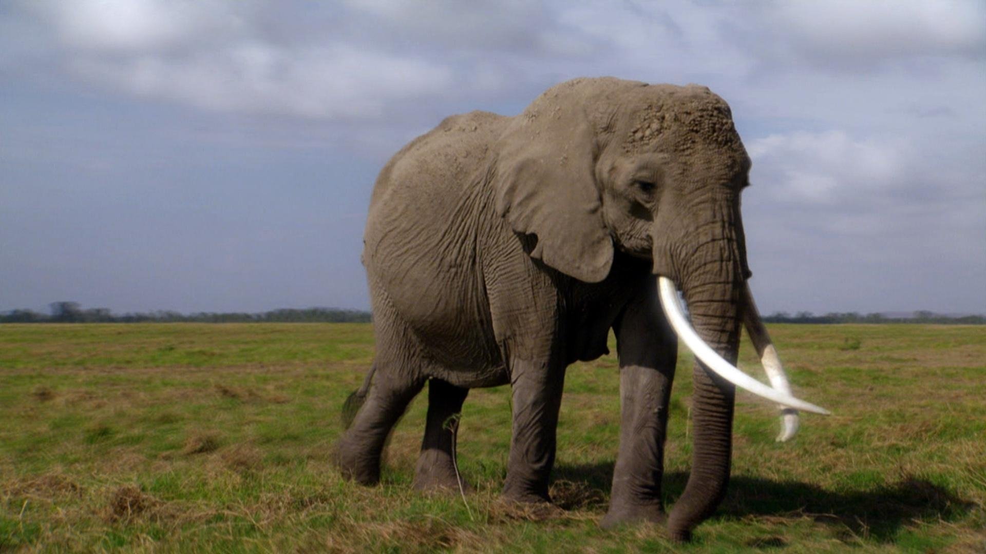 Echo: An Elephant to Remember Background