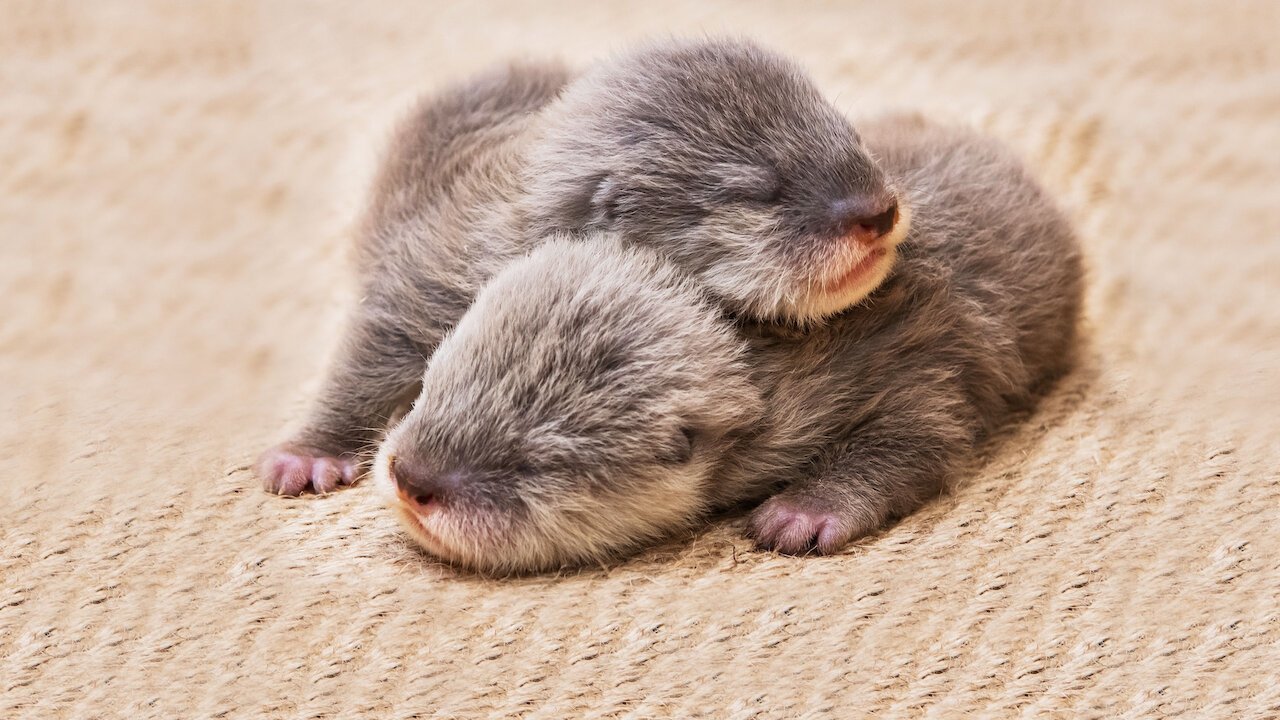 Baby Animal Cam Background