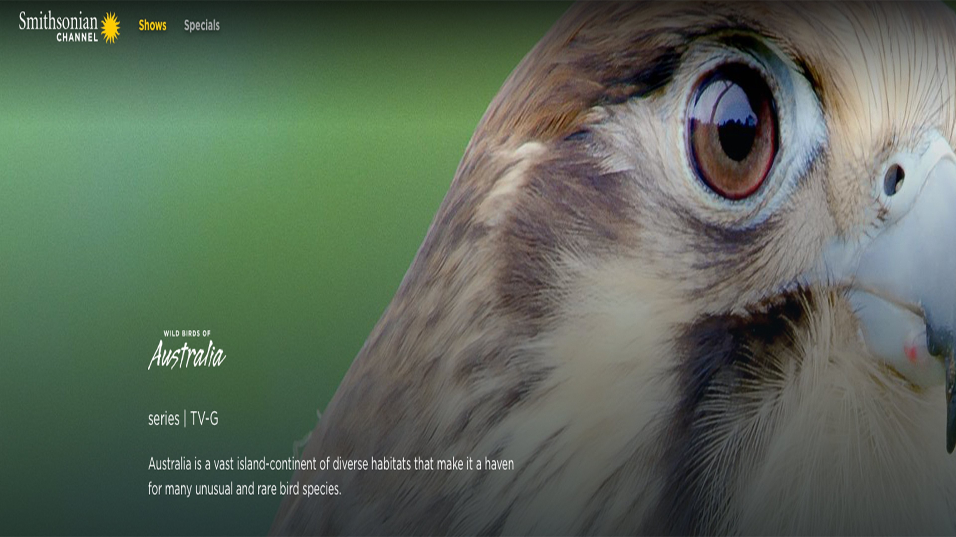 Wild Birds of Australia Background
