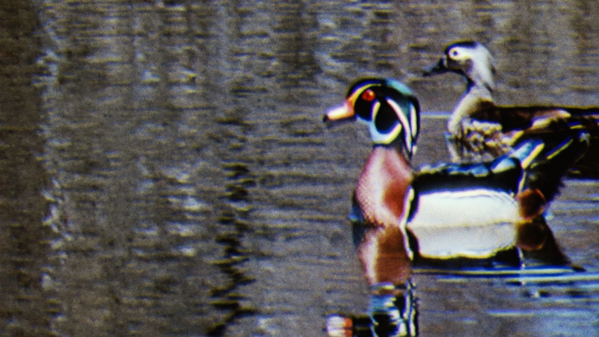 Water Birds Background