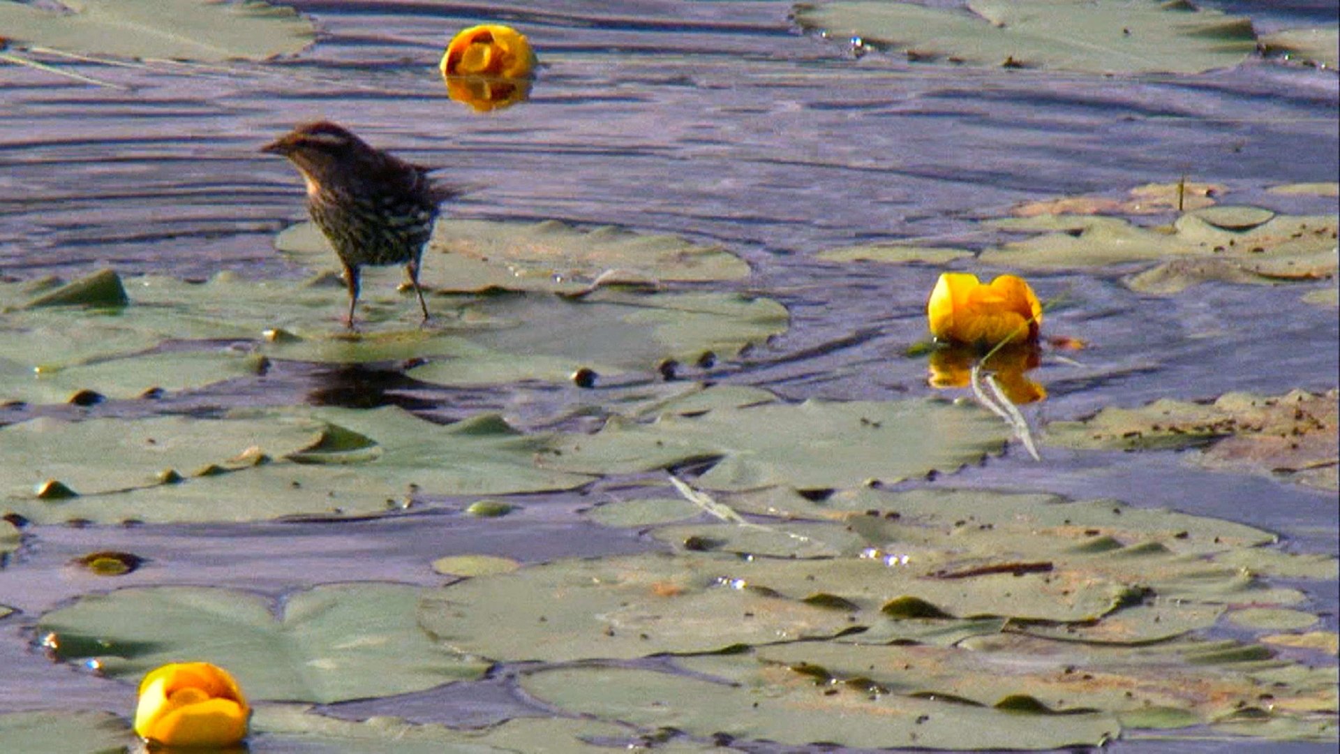 Great Lakes Wild Background