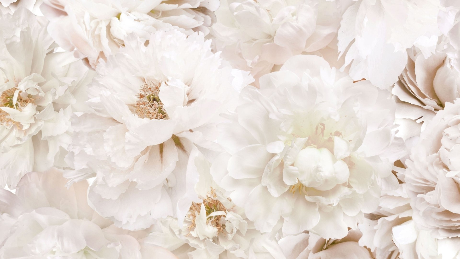 Deadly Vows Background