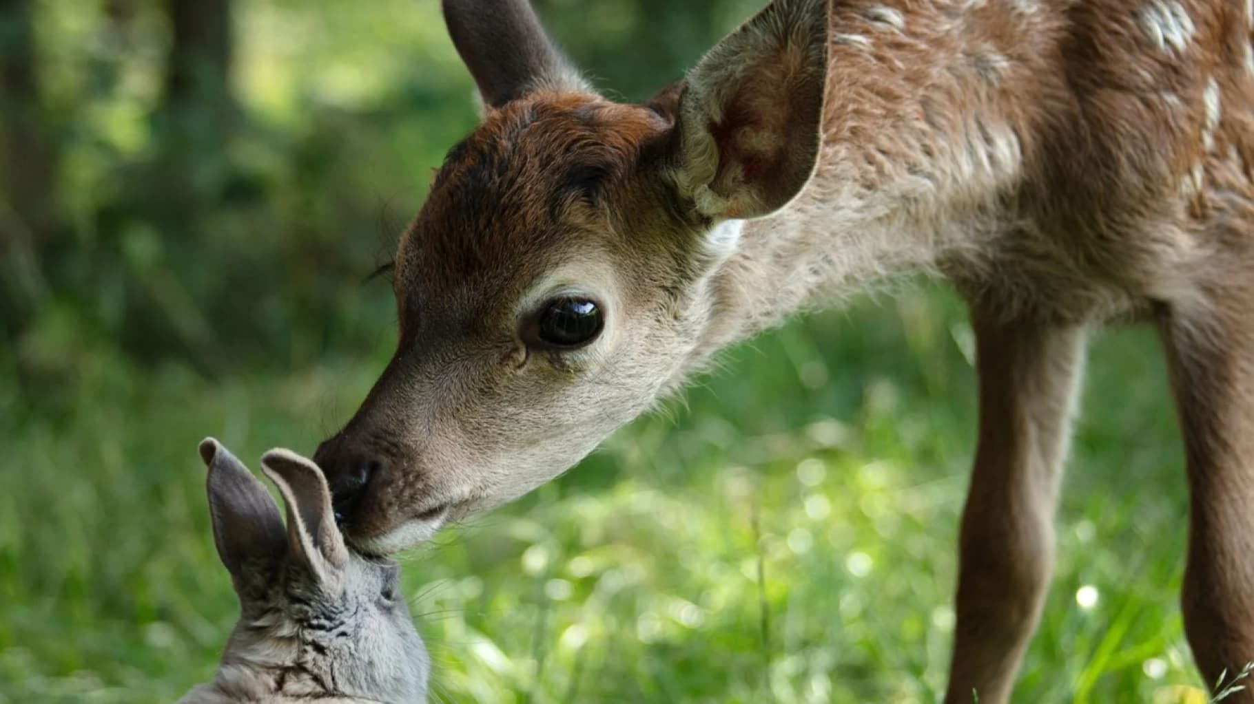 Bambi: A Life in the Woods Background