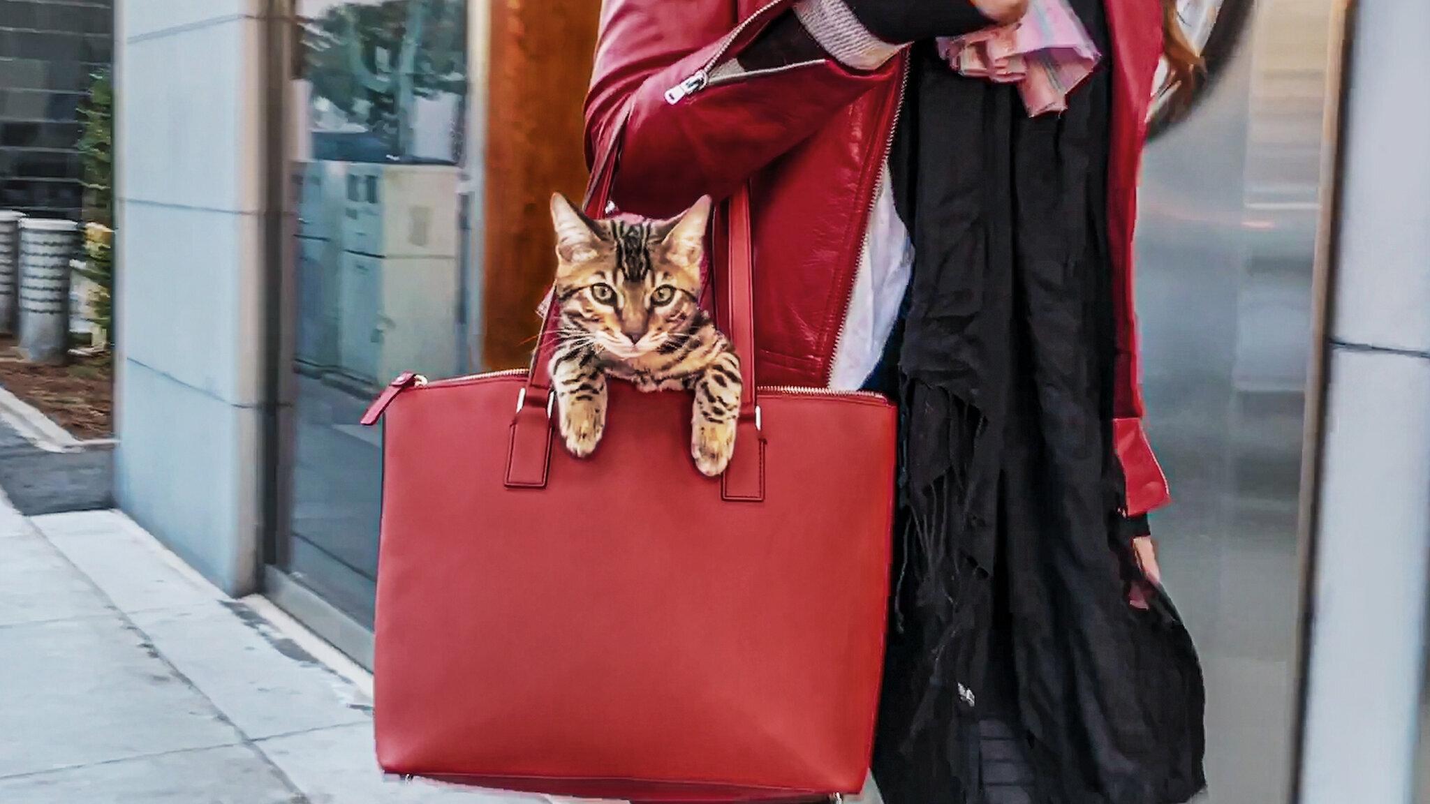 Cat People Background