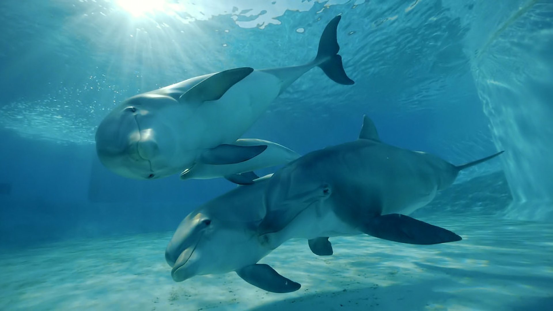 Paroles d'animaux Background