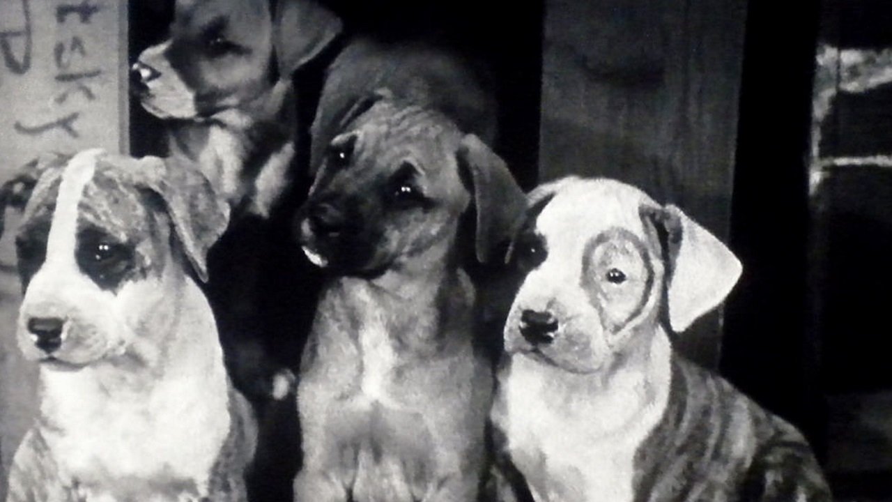 Pups Is Pups Background