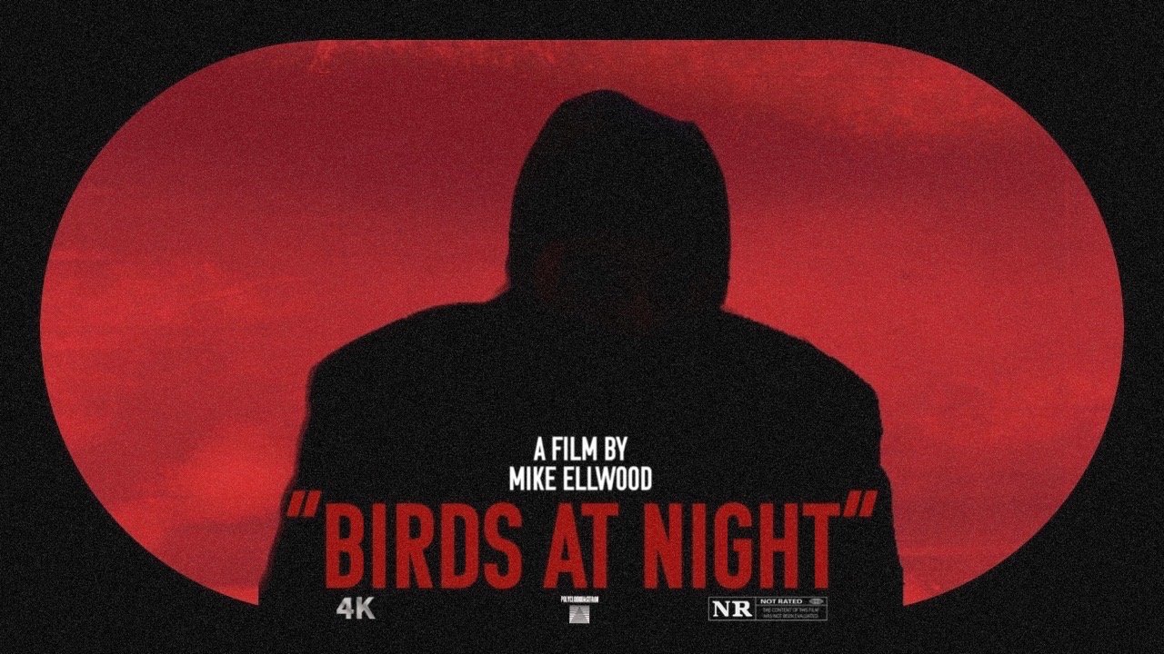 Birds at Night Background