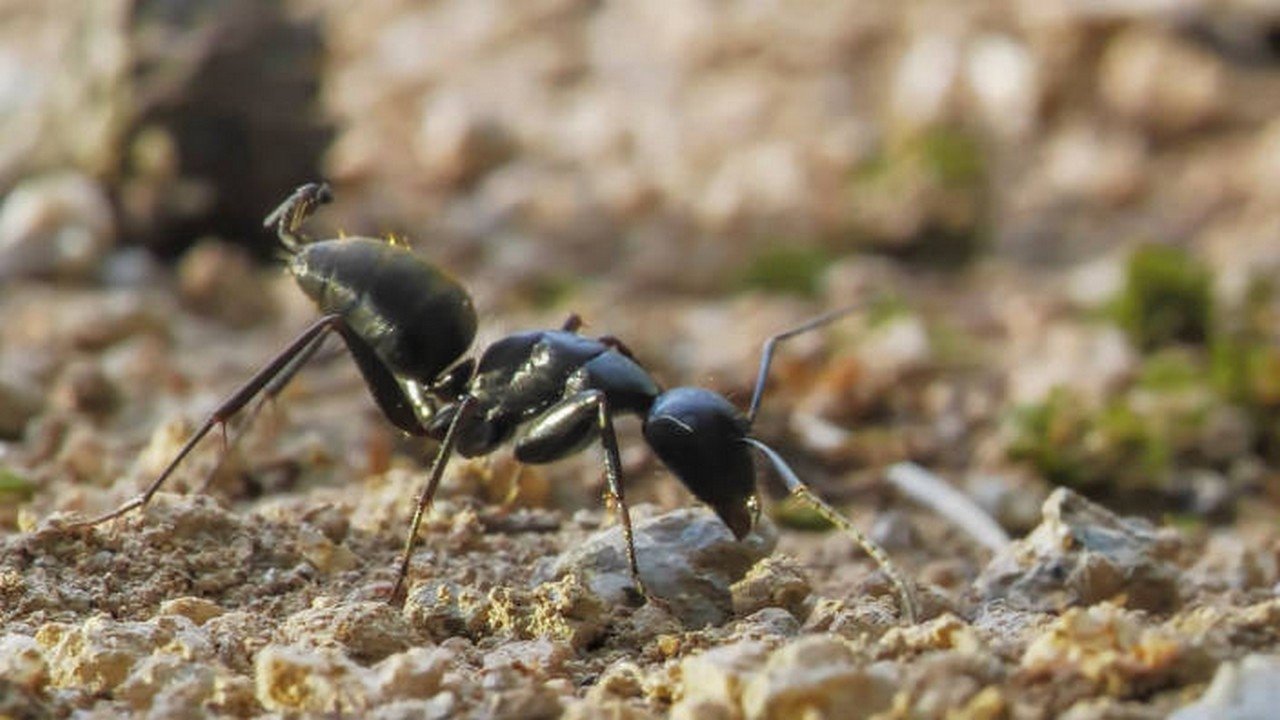 Au royaume des fourmis Background
