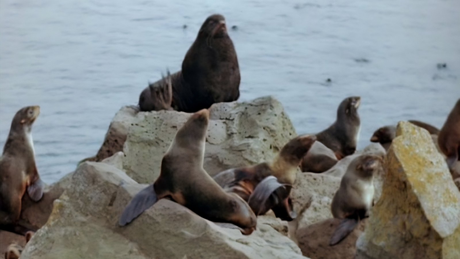 Seal Island Background