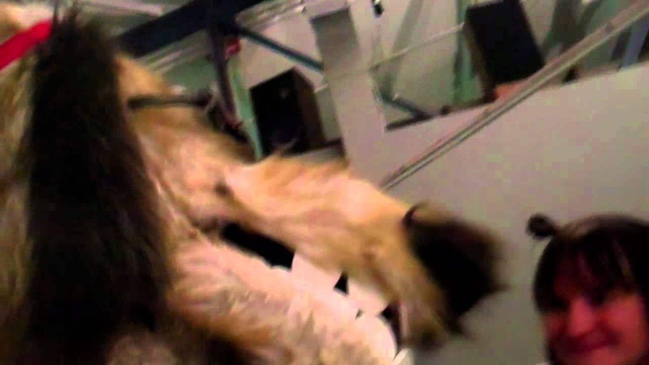 Doggiewoggiez! Poochiewoochiez! Background