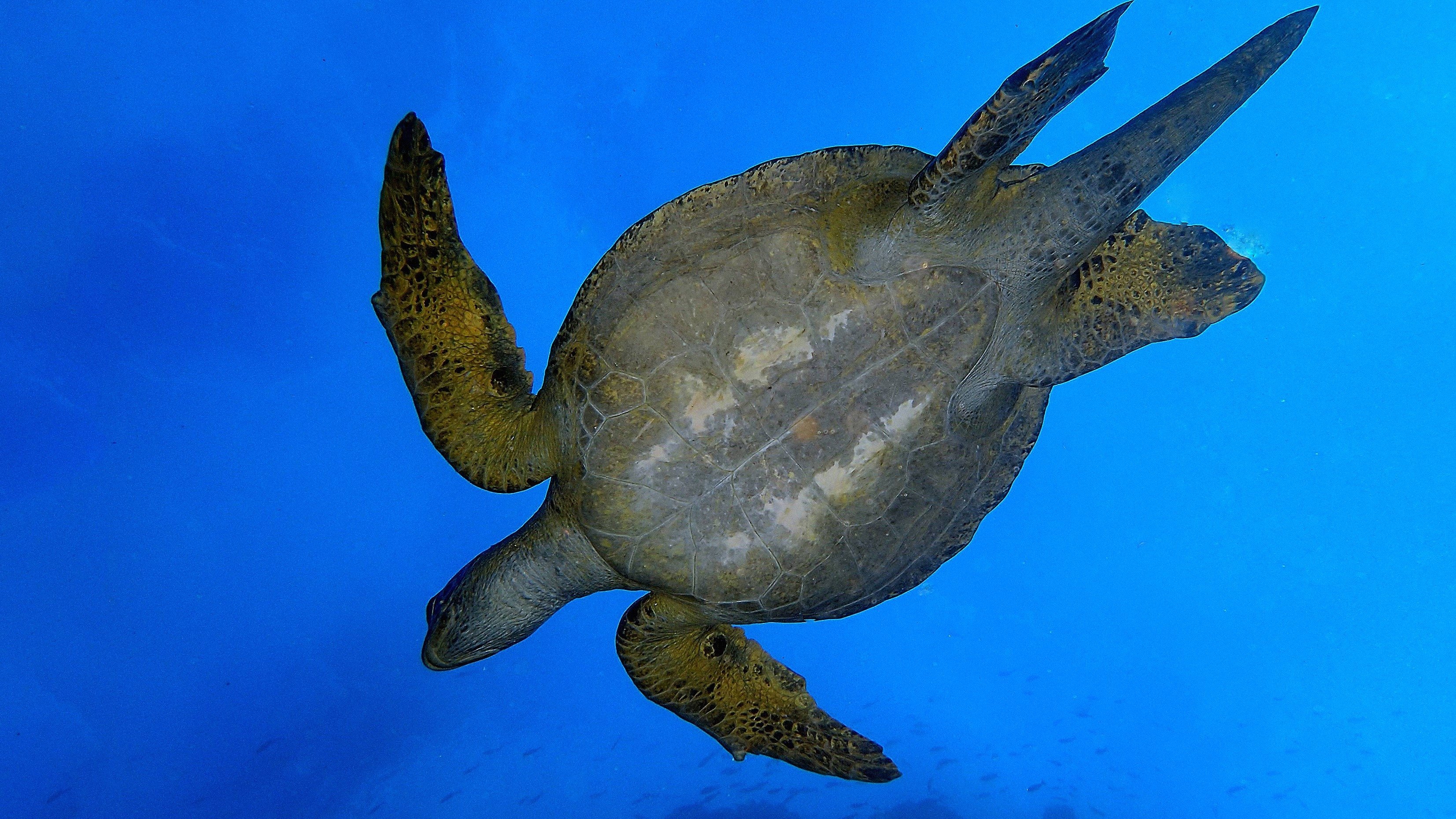 Wild Galápagos Background