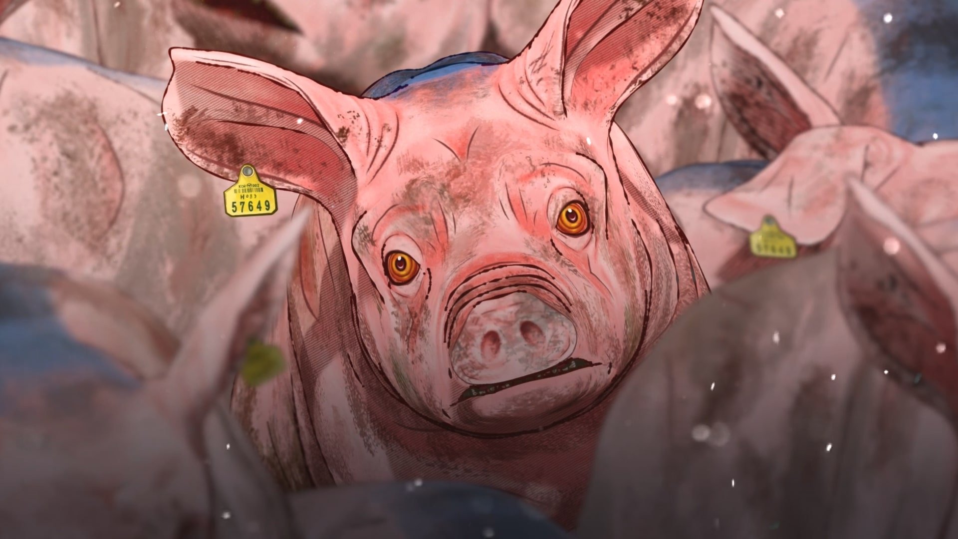 Pig that Survived Foot-and-Mouth Disease Background