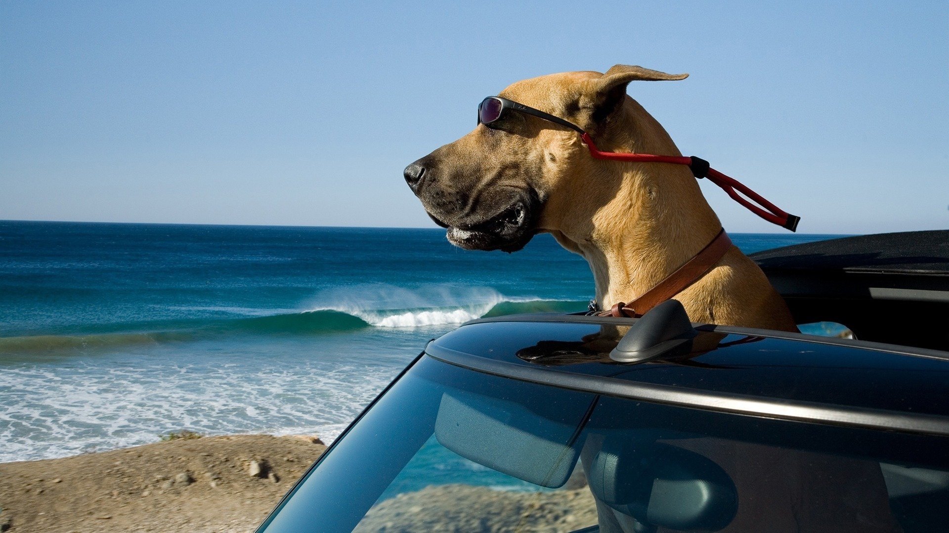 Marmaduke Background