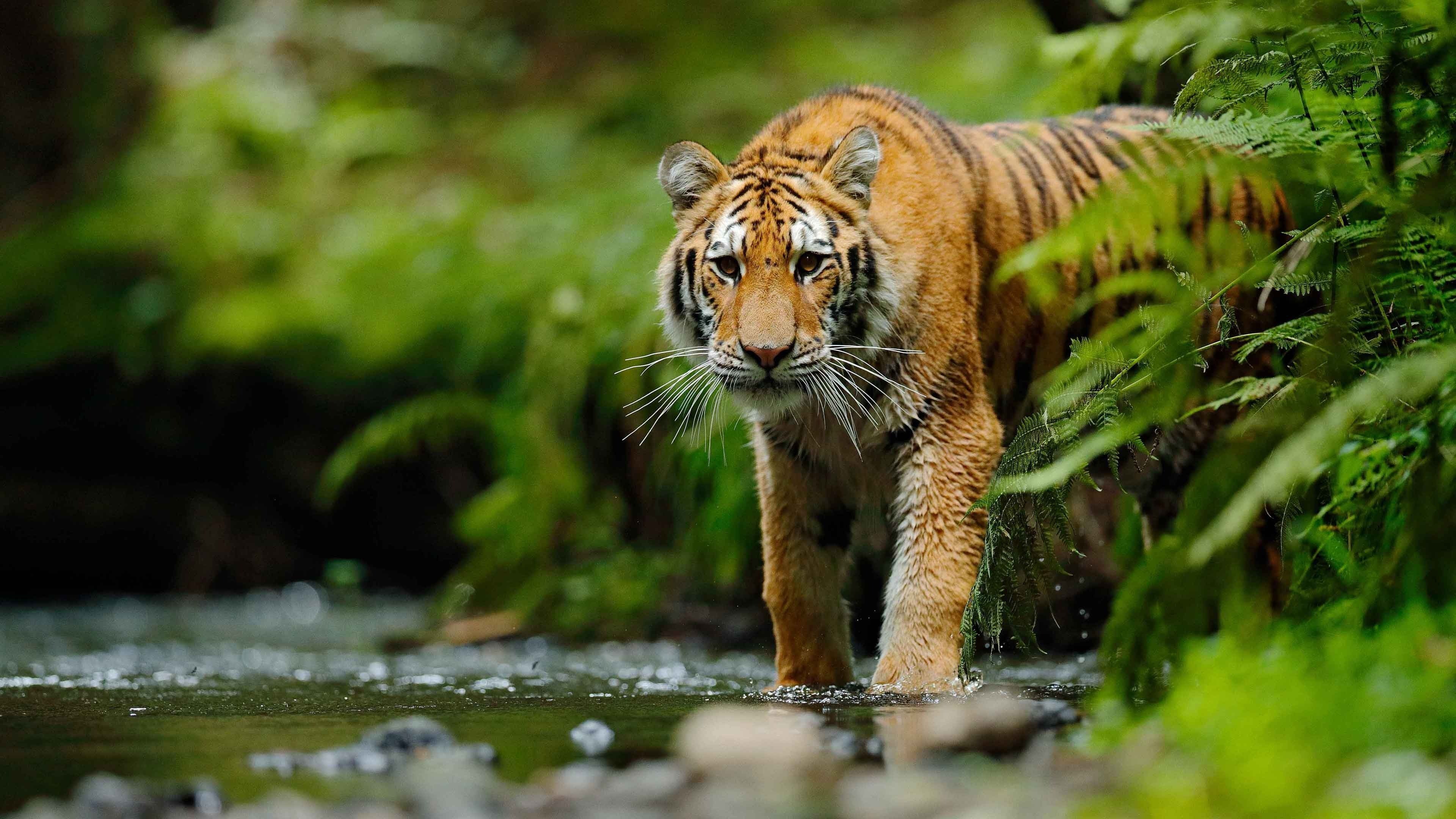 Jungle Animal Rescue Background