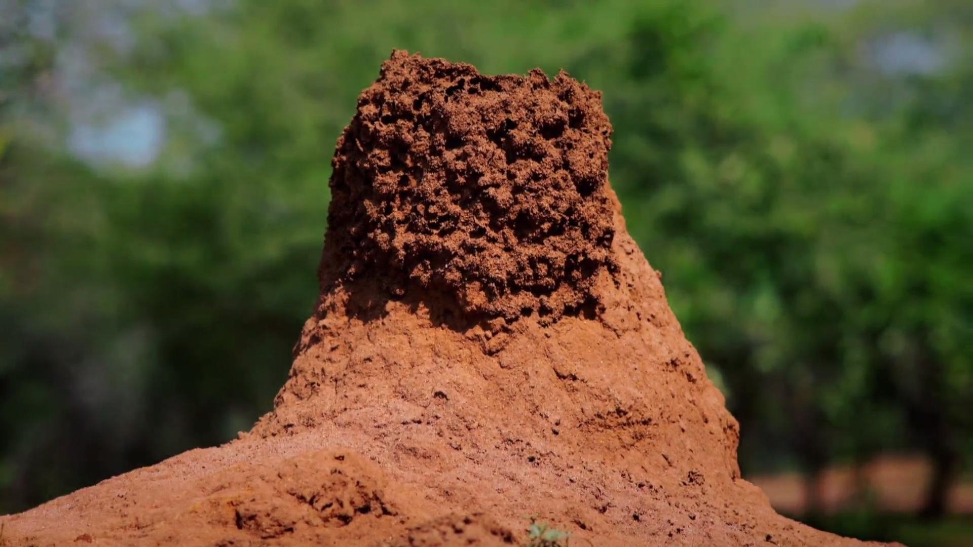 Termites: The Inner Sanctum Background