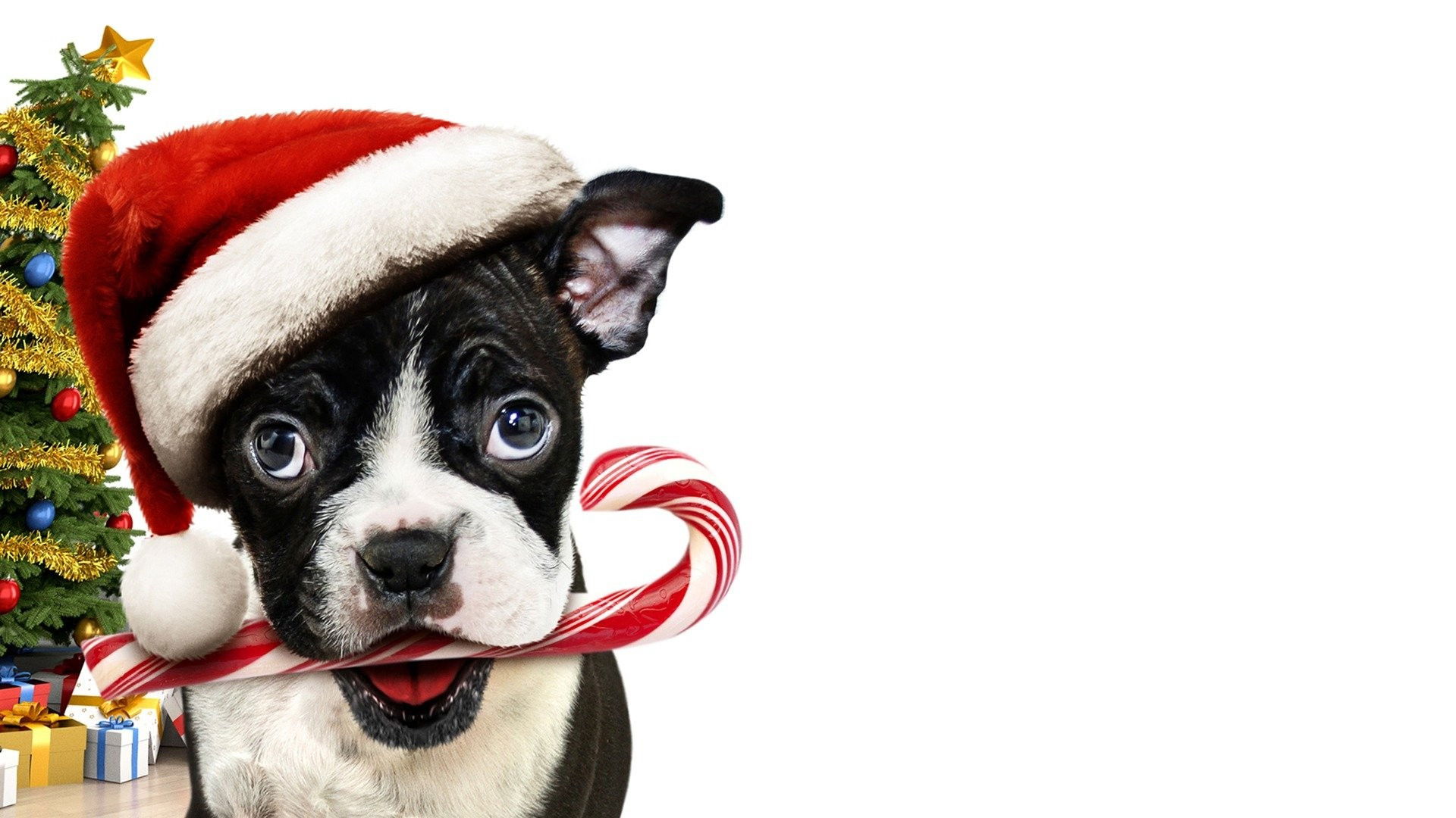 Bone Alone Background