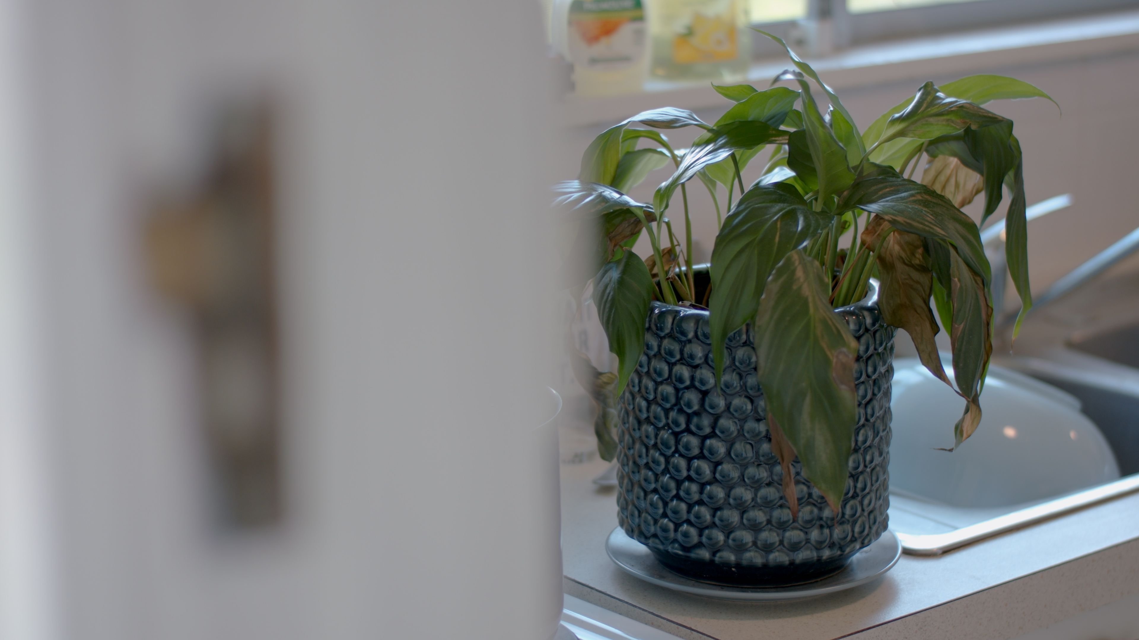 The Pot Plant Background