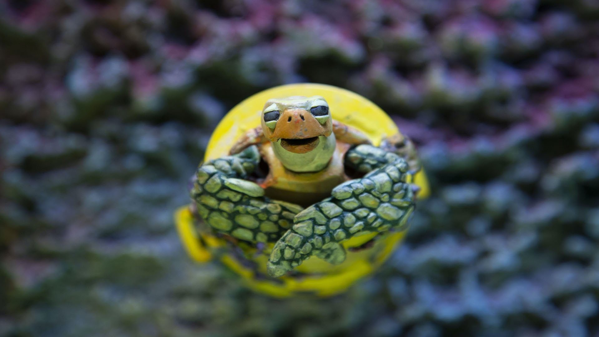La tortuga de plástico Background