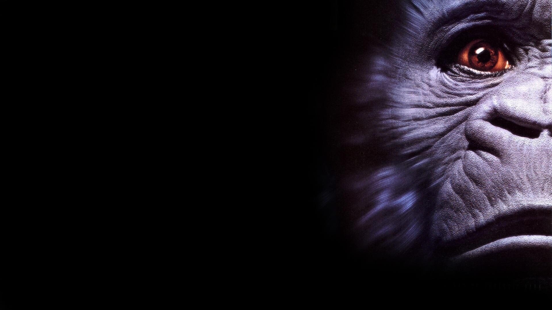 Congo Background