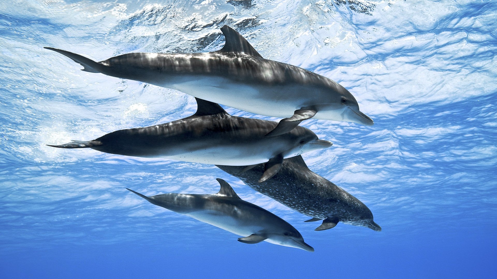 Dolphins: Spy in the Pod Background