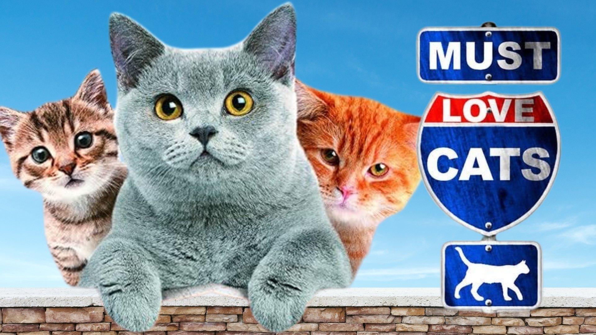 Animal Planet: Must Love Cats Background