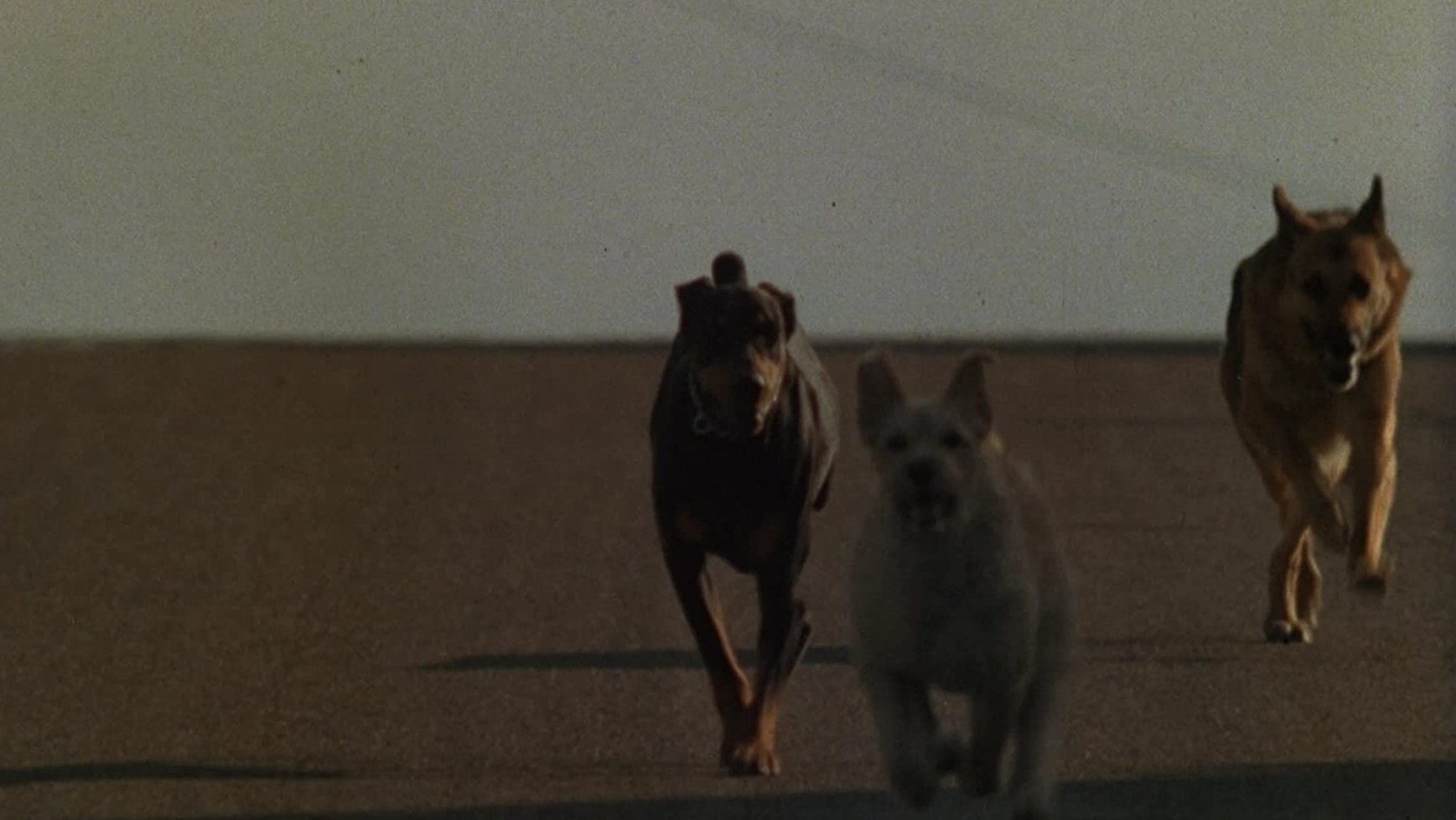 Dogs Background