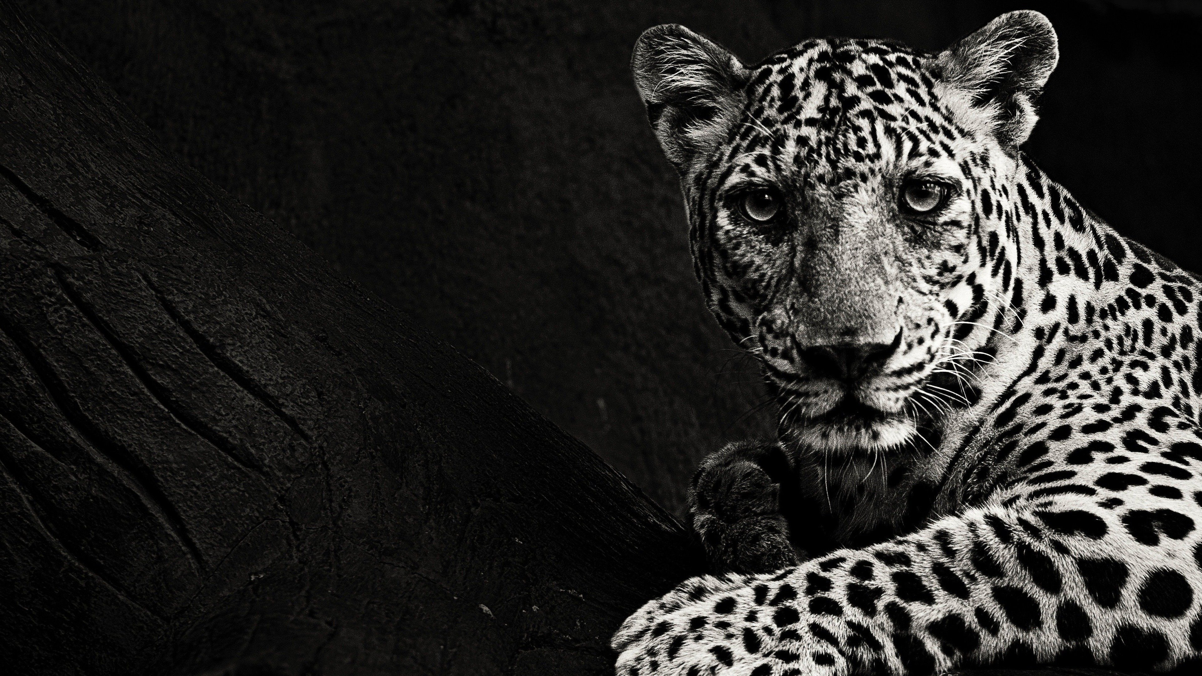 Hunt for the Shadow Cat Background