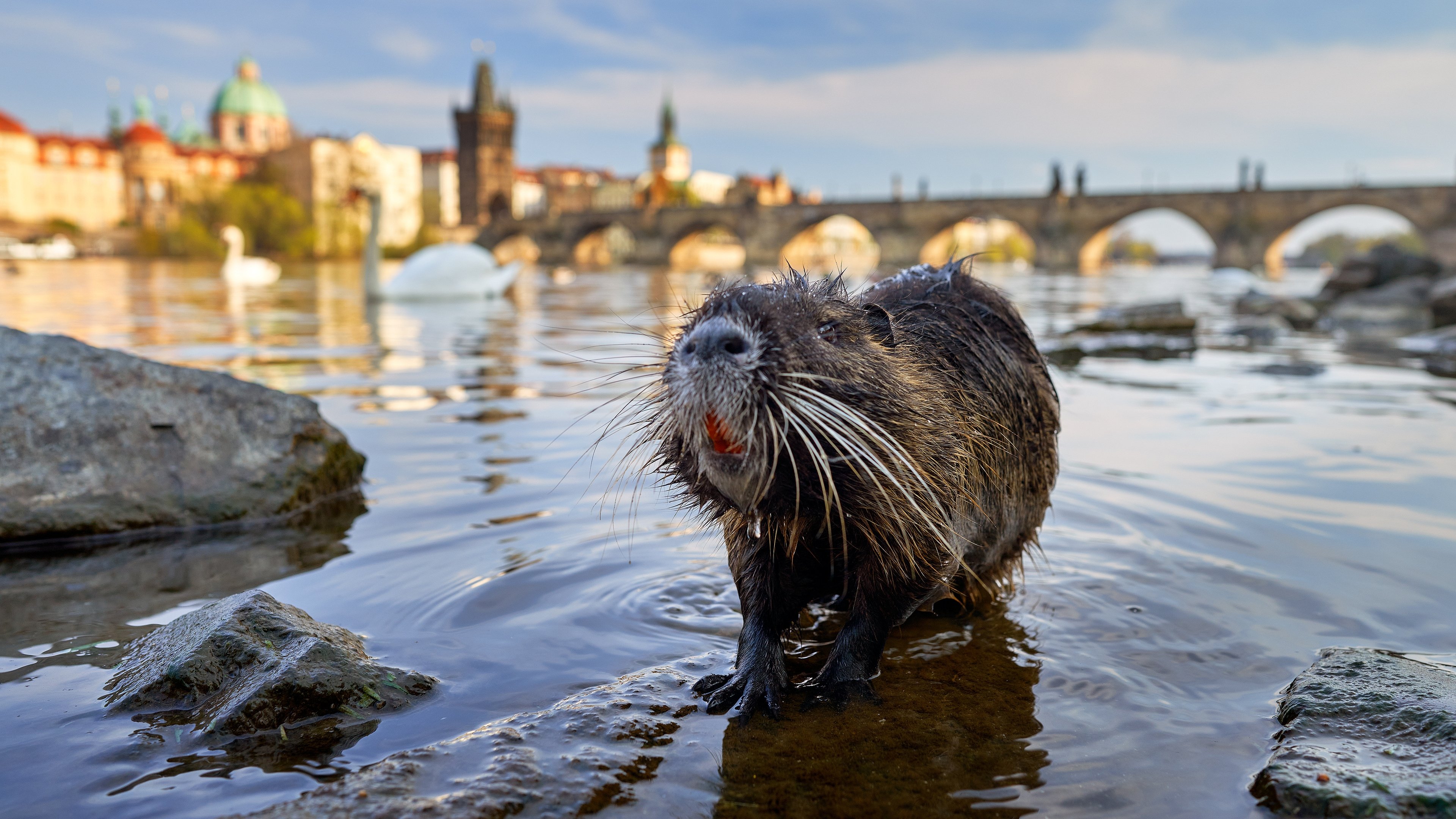 Wild Prague Background