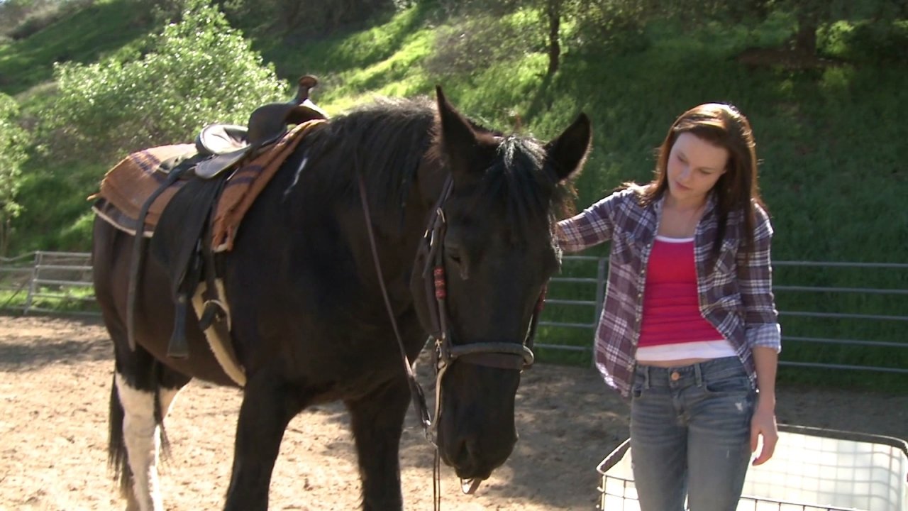 A Talking Pony!?! Background