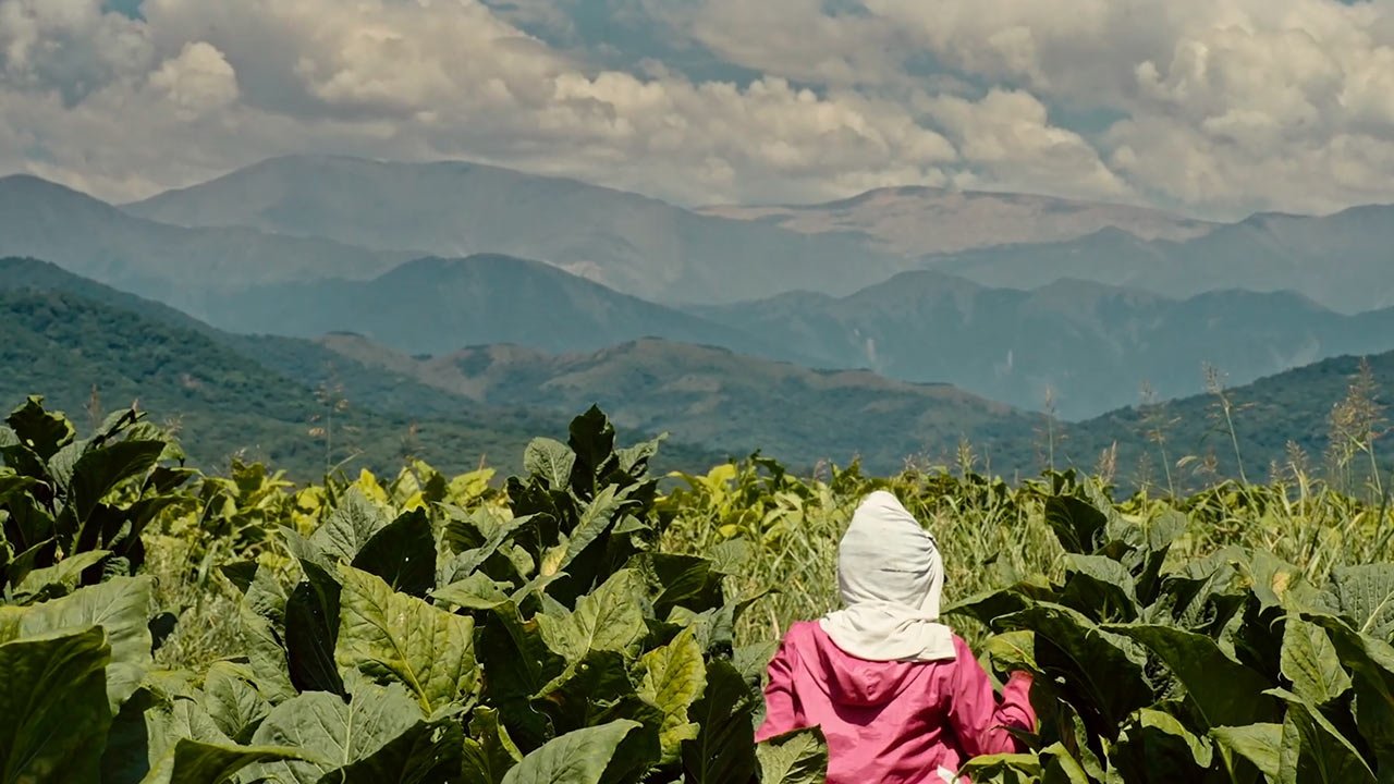 Wacay, mujeres del tabacal Background