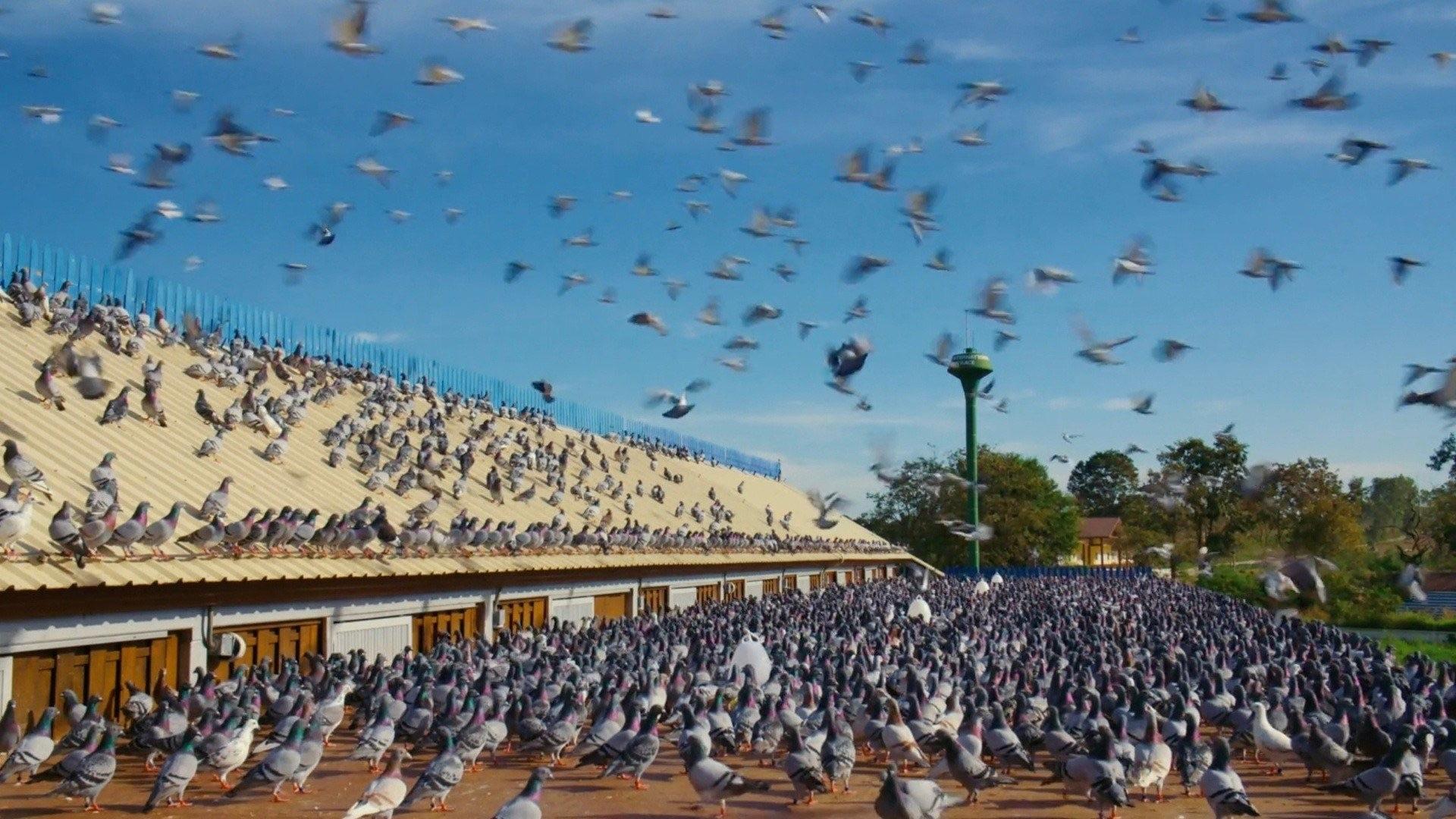 Million Dollar Pigeons Background