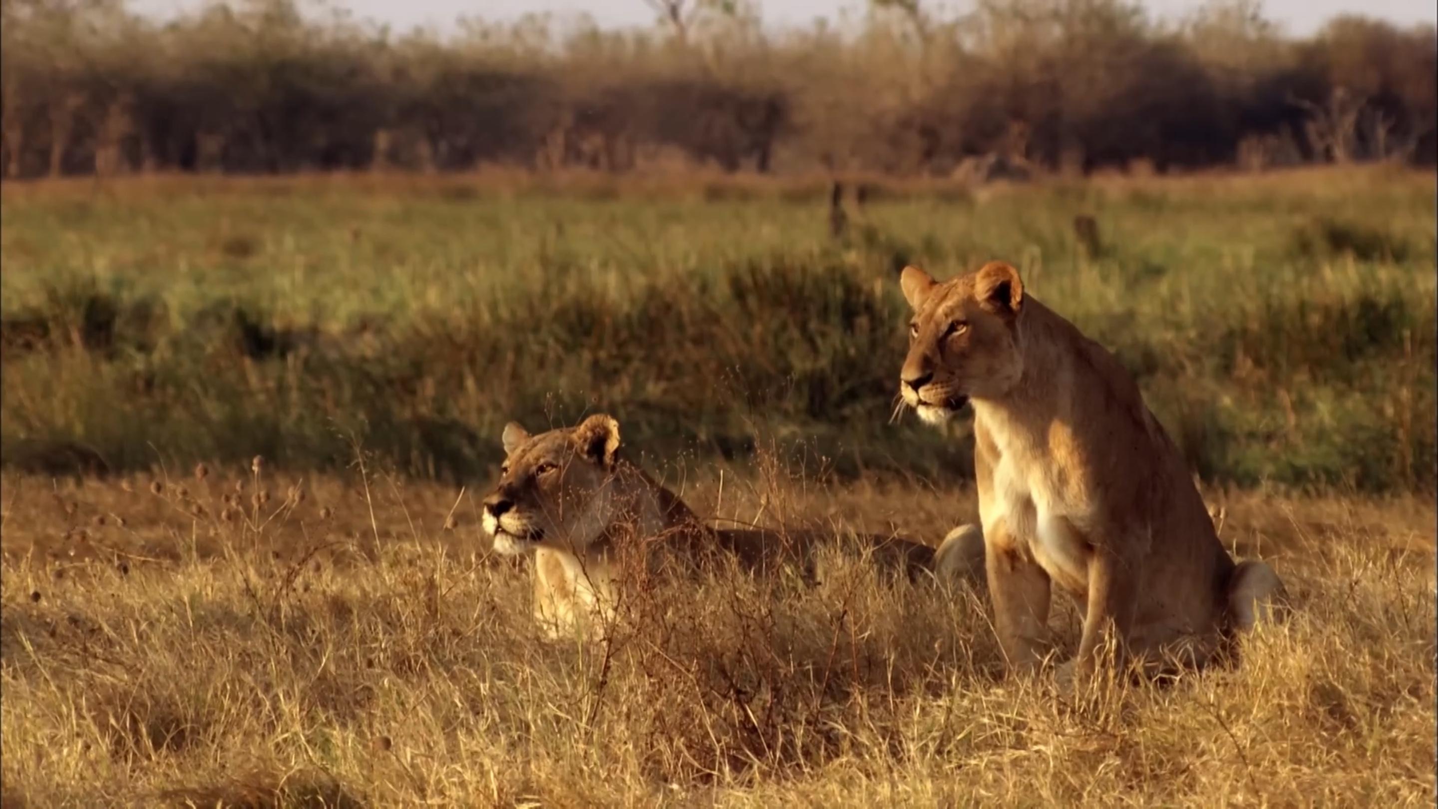 Africa's Predator Zones Background