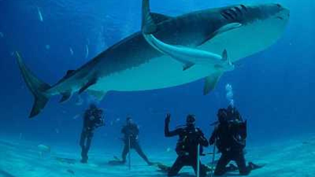 Save This Shark Background