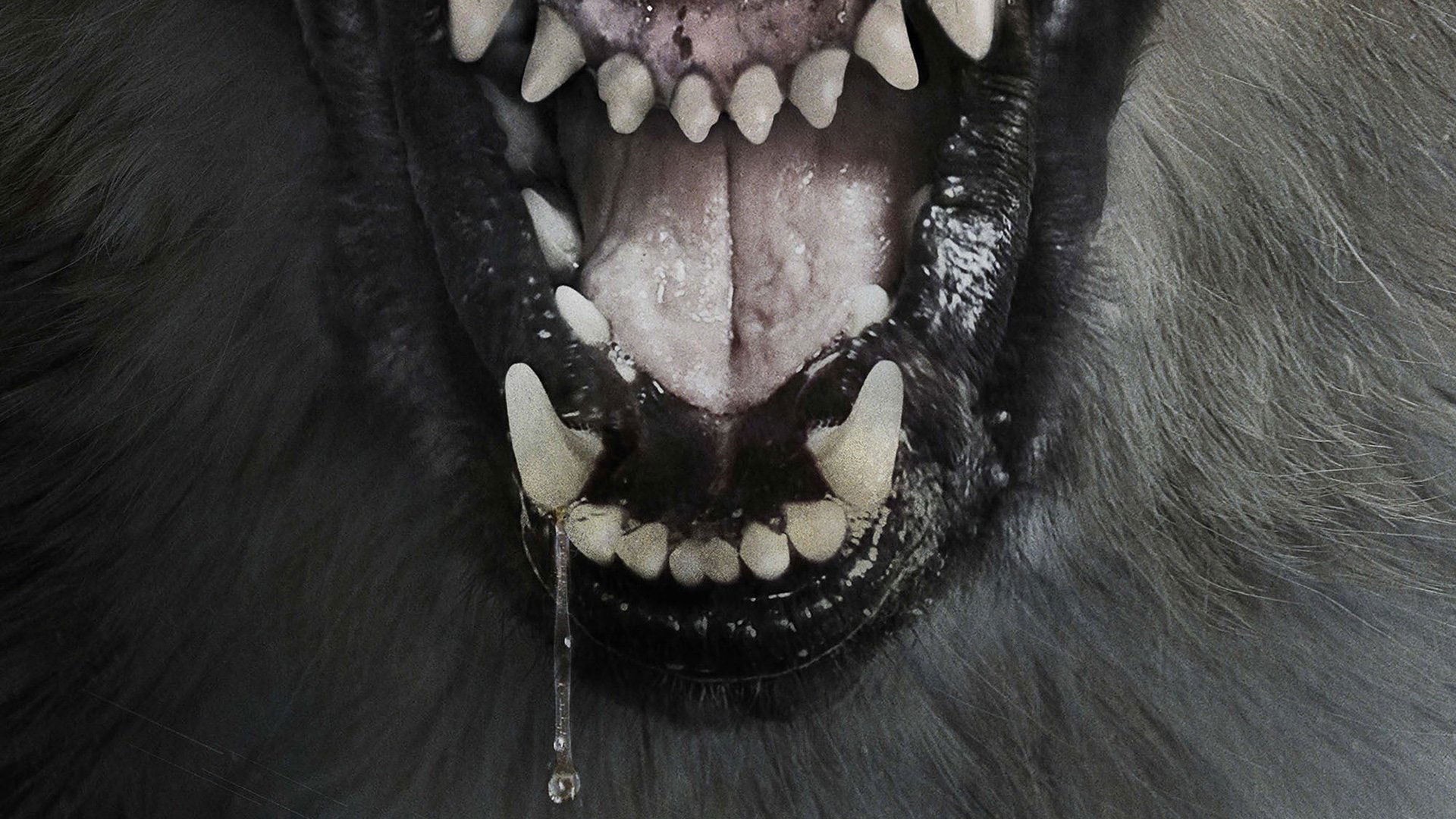 The Pack Background